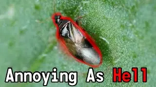 The Worst Bug Since Mosquitoes