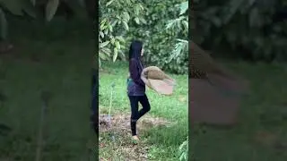 The World&rsquo;s Most Dangerous Fruit Catch 😱