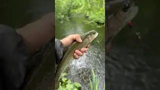 Creek fishing in Alaska #alaska