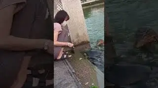 Monitor lizard pounces on fish while woman feeds them