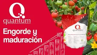 Quantum: l&iacute;der del mercado en engorde de frutos