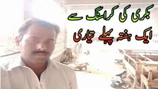Crossing Se Phele Goats Ki Flushing | Bakri Cross Say Phalay Ki Tayari | Crossing Say Phalay Bakri