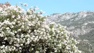 Nerium oleander 2 - Free HD stock footage