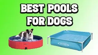 Best Pools for Dogs