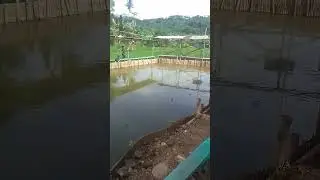Hujan hujan mancing lele