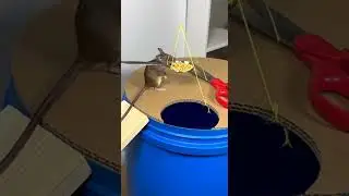 OMG Mouse fooled by box so hilarious Watch this sneaky escape #cat #funnycats #petvideos