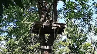 Tree Platform - Full Build