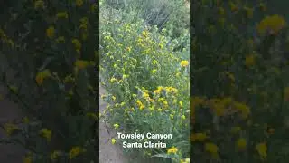 California Super Bloom #flowers #california #superbloom #superblooms #vasquez #antelopevalley