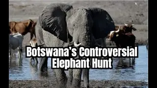 Botswana&rsquo;s Controversial Elephant Hunt: Conservation Success or Cruelty?