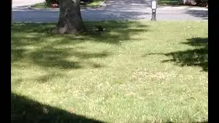 How I react When There's a Turkey By our house.