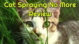 Cat Spraying No More Product Review