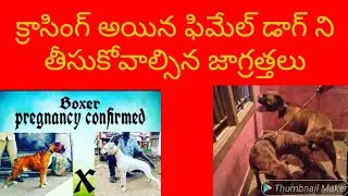 Mated Female dog care in Telugu