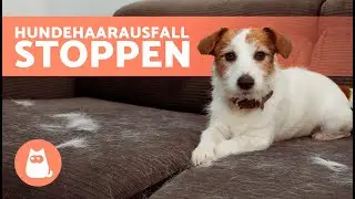 &Uuml;berm&auml;&szlig;iges HAAREN Bei Hunden STOPPEN 🐶 (5 Tipps zur Reduzierung des Fellwechsels)