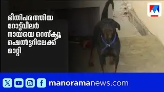 പെരുമ്പാവൂരിൽ ഭീതിപരത്തിയ റോട്ട്‌വീലർ നായയെ റെസ്ക്യൂ ഷെൽട്ടറിലേക്ക് മാറ്റി | Rottweiler