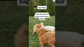 Eco-Friendly Pet Care Tips | Sustainable Dog Hacks-Eco Tips for Dog Owners | GoEcoPaw Hacks