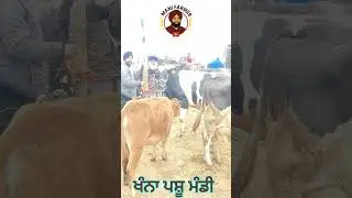ਖੰਨਾ ਪਸ਼ੂ ਮੰਡੀ | khanna Pashu Mandi today#buffalo #cow