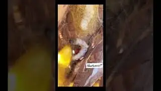 How silk is made #silkworms #silk #foryou #reels #trendingreels