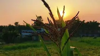 cinematic background music and nature video