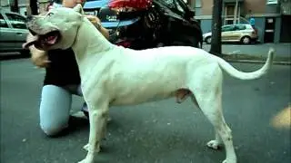 Dogo Argentino - Leal Brutus El Perro Bianco
