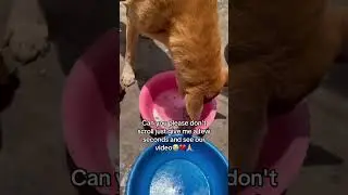 Please dear friends help us rise 200$ every day for four bags of dog food paypal link in bio to help