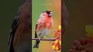 Peaceful music & bird sound #shorts