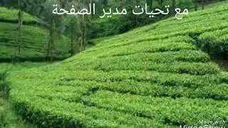 دان الموسيقار حمد باعمر العكبري والشاعر  حسن بانمر العكبري في زاج بافقاس وبارشيد نوح في وادي يون