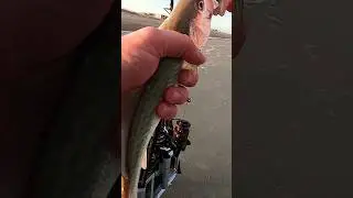 THAT'S A Bigger Trout! #surffishing #beach #fishing #catchandrelease #lowcountry