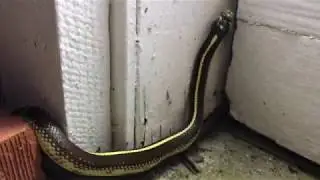 Striped King Snake - June 2020