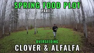 Spring Food Plot Overseeding Clover and Alfalfa pt2