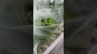 Packing Herbs part 2! Caribbean Farming at Tres Farms!  #farming #agriculture #herbs #caribbean