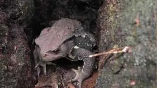 🐝 Giant Japanese Forest Toad - Species Bufo japonicus - Real Japan Monsters