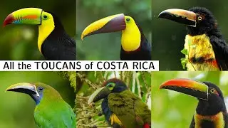 The Toucans of Costa Rica