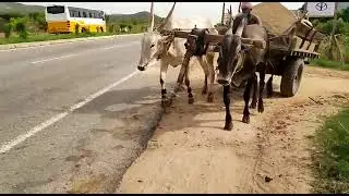 mysore bulls hevy load with sand