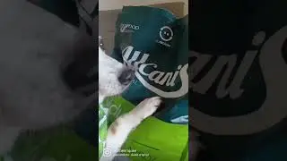 Ra&ccedil;&atilde;o AllCanis ! #shorts #c&atilde;es #animais #corgi #dog #pets #viral #viralvideo