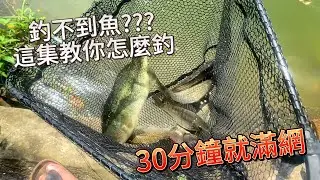 釣魚好簡單!!!釣不到魚??這集教你!30分鐘滿網拉爽爽#釣魚 #釣魚技巧#IvyandRay#池釣#手竿#吳郭魚