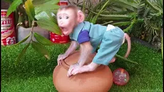 What Kind of Plan Aba Baby Monkey Need , Simple way Aba playing on the Port to catch up the Leaf