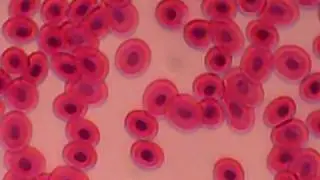 So Microscopic! Episode 1-Frog's Blood and Animal Cell