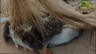 Unique net fishing🐟Best Cast net fishing and catching in pond.Cast net fishing videos 2023🇧🇩