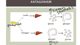 Introduction to the Endocrine System part 1