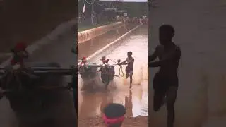 Venur Mudukodi (Nandalike B) #kambala #race #sports #reels #shorts #short #shortsfeed #trending