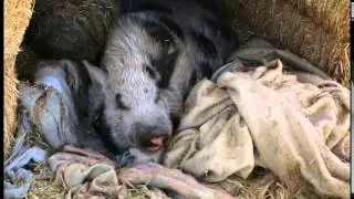 Jasper the Potbellied Pig