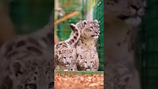 animals#facebook