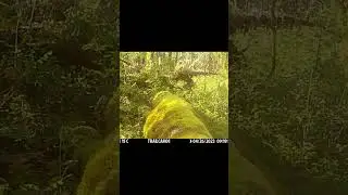 Chipmucks scamper along a fallen tree in Oregon