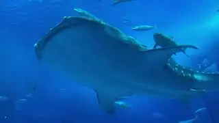 8 Hours Whale Sounds with Soothing Piano Music | Deep Underwater Relaxation & Sleep (No Ads)