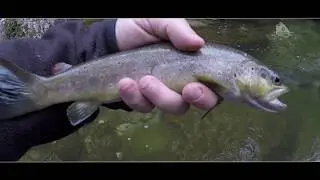 ALTITUDE PECHE rivi&egrave;re de montagne - Le Guier Vif #20180322
