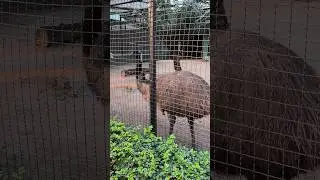 what's the name of Bird's #music #song #ijtema #kolkata #funny #shortvideo #animals #bollywood #news