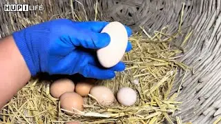Farm Life | Satisfying harvesting chicken eggs, cook boiled shrimp, boiled crab, stir-fried mushroom