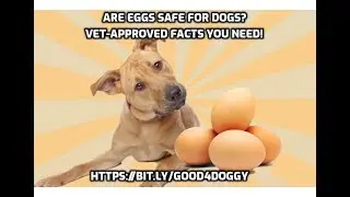 Are Eggs Safe for Dogs  Vet Approved Facts You Need!