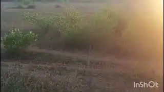 n p Properties  3 acre 20 gunte  pure red soil 16 lakhs  50000 thousand  6360446978
