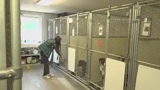 Animal shelters across the country dealing with overcrowding, including one in Scott County